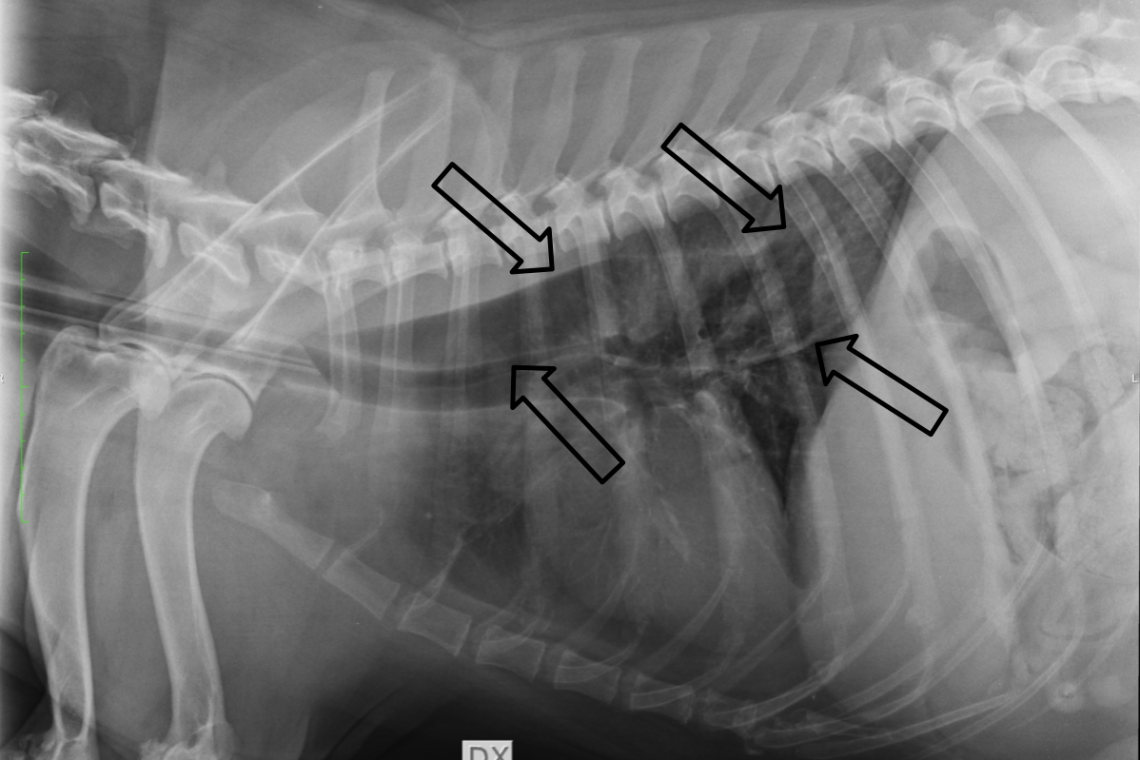 Megaesofago nel cane